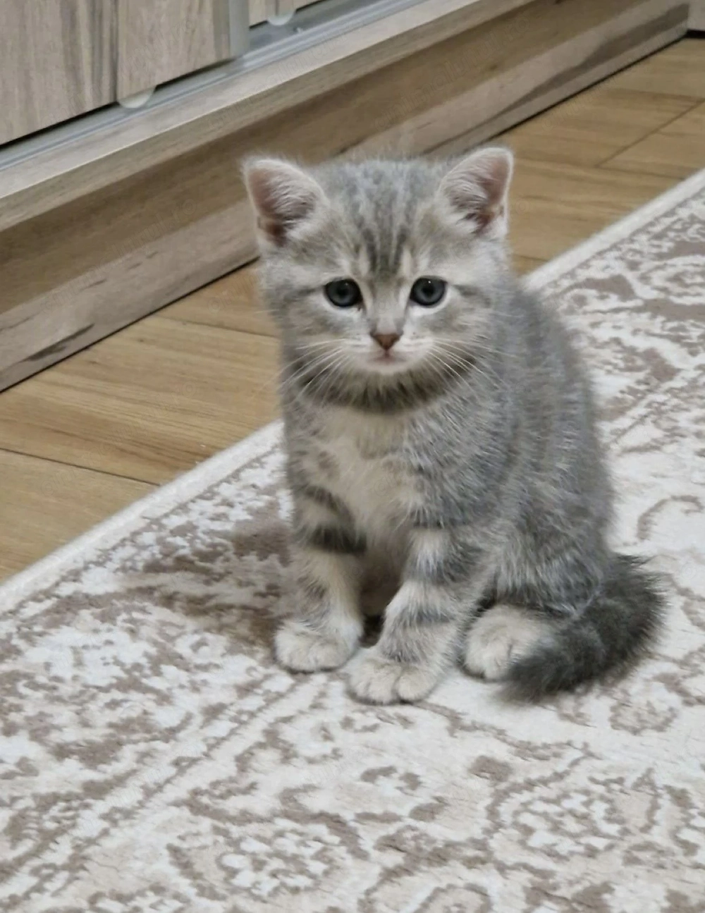British shorthair tabby