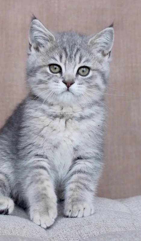 Puiuti British shorthair tabby