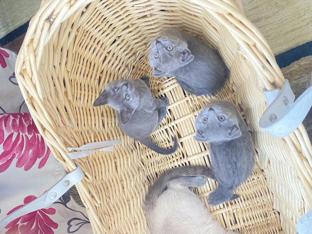 Scottish Fold puiuți 