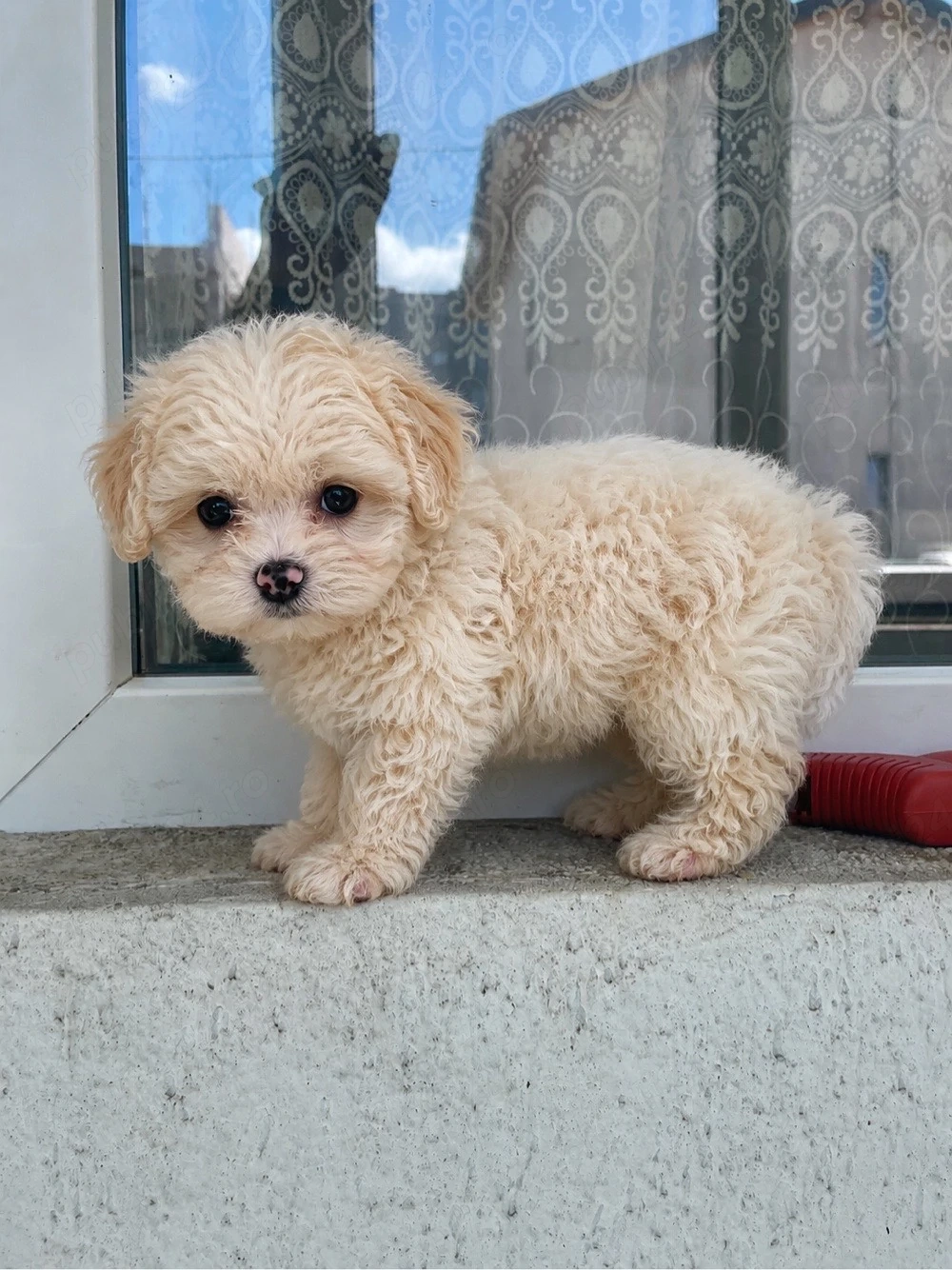 maltipoo 8 saptamanii fetita 