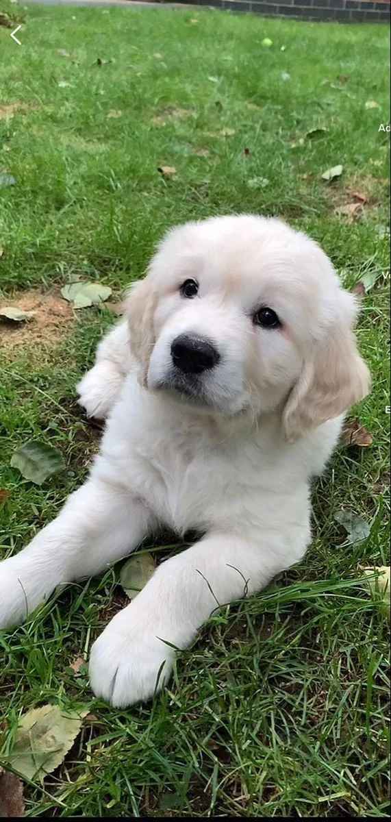Golden Retriever rasă pură 