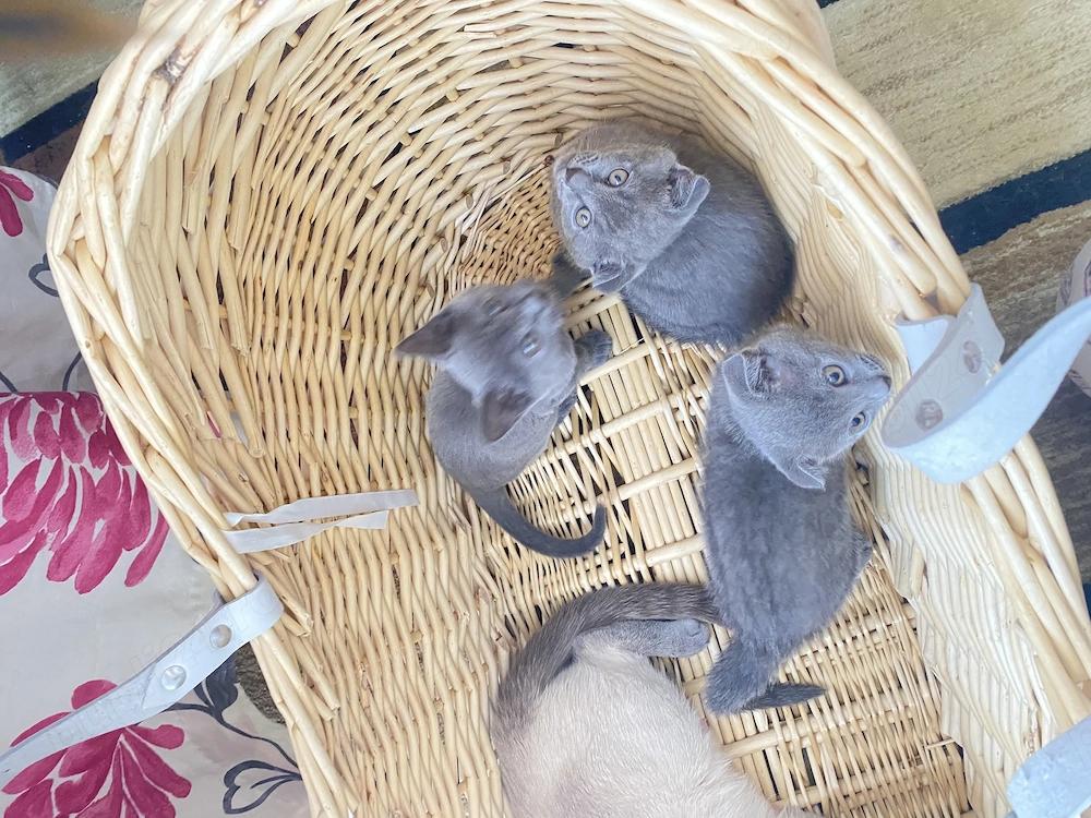 Scottish Fold blue puiuți 