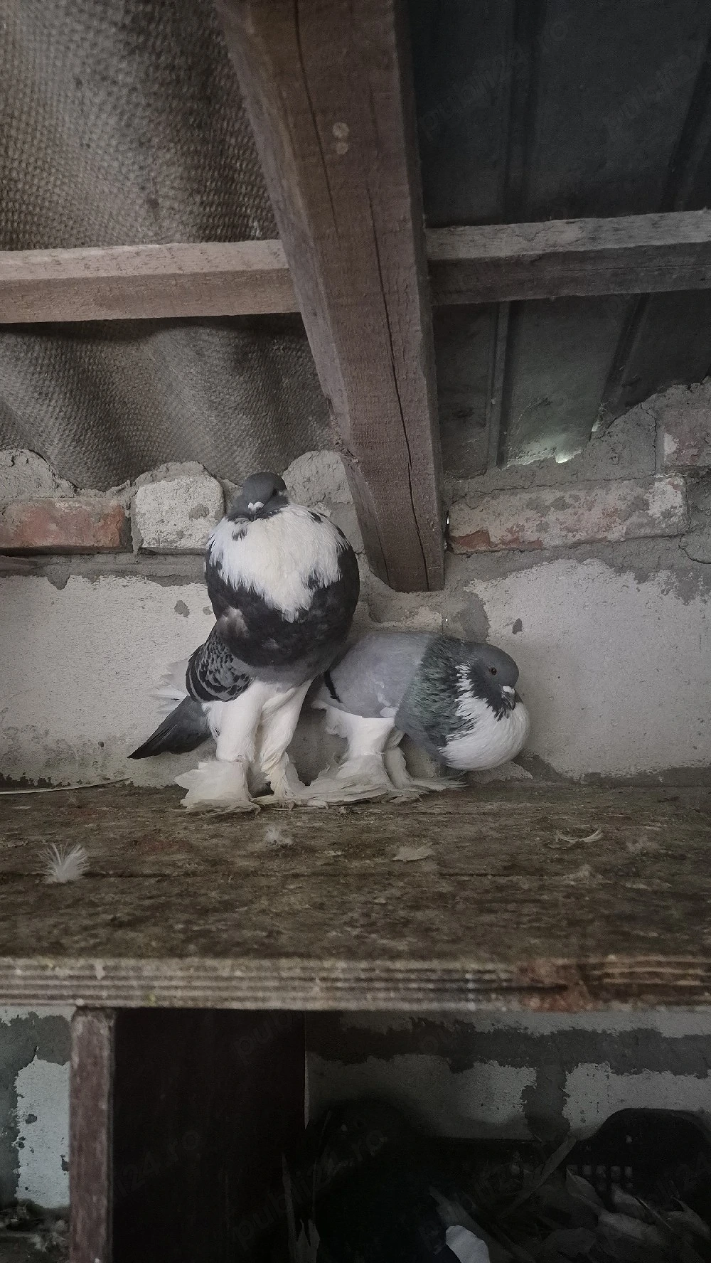 porumbei gușați