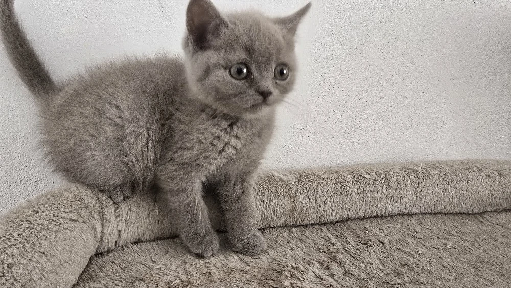 Pisici british shorthaire și scotish fold 
