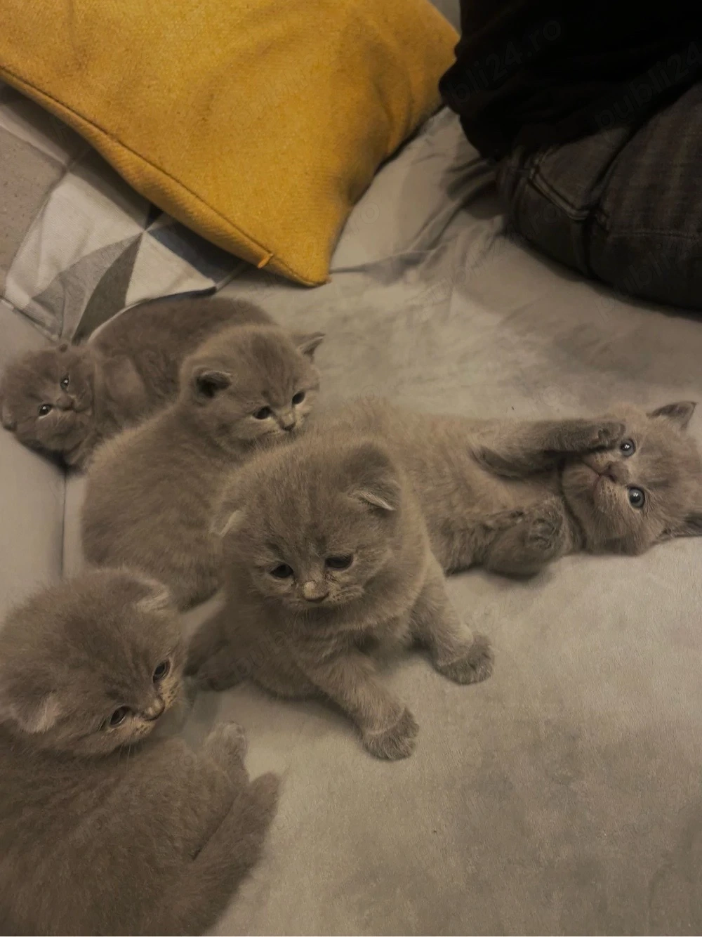 Puiuți Scottish Fold și British Shorthair