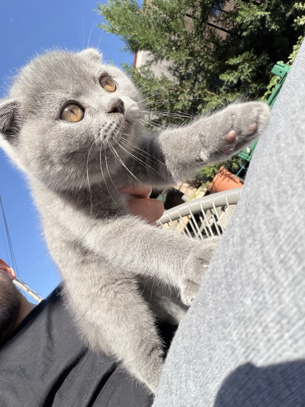 Scottish fold