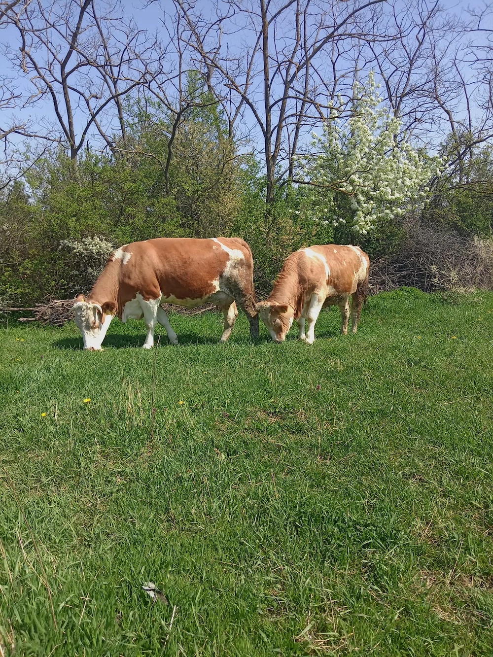 Vând vaca și junincă gestante 