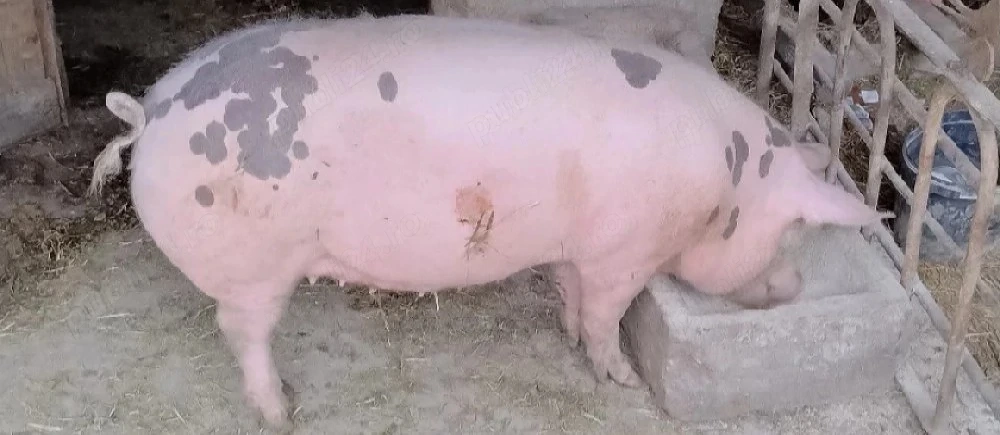 Porc (Purcea 90 kg)