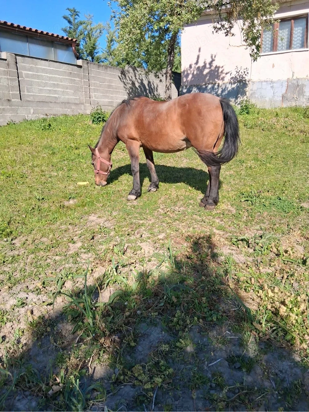 Vand iapă de tractiune