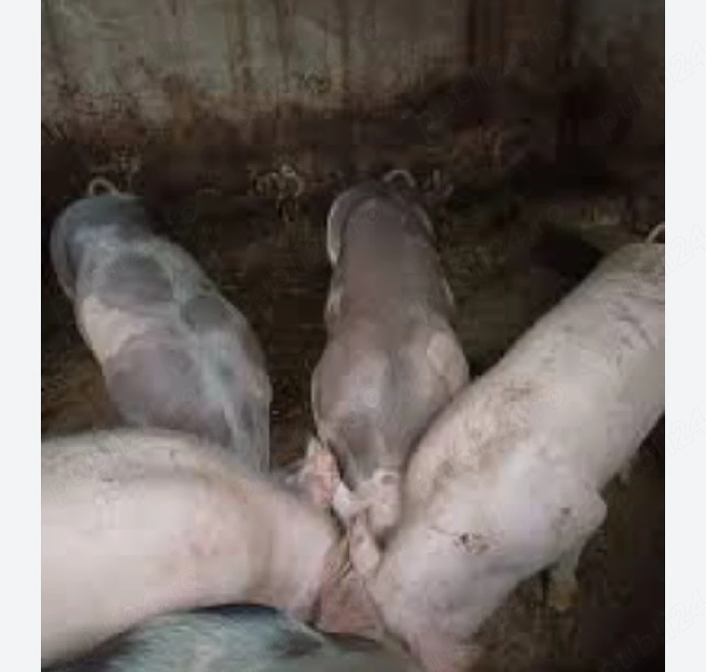 Porci de carne