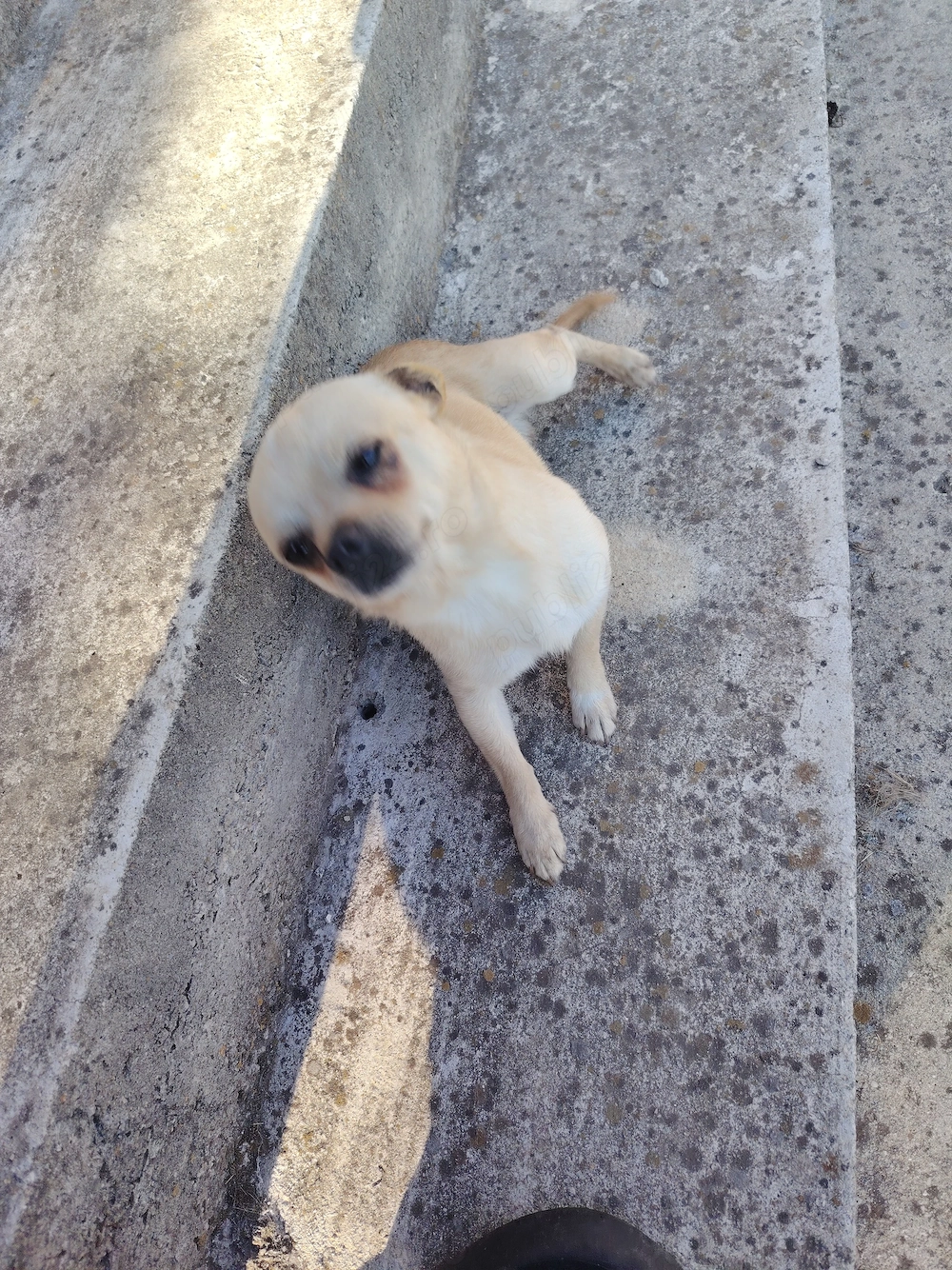 Căței chihuahua 