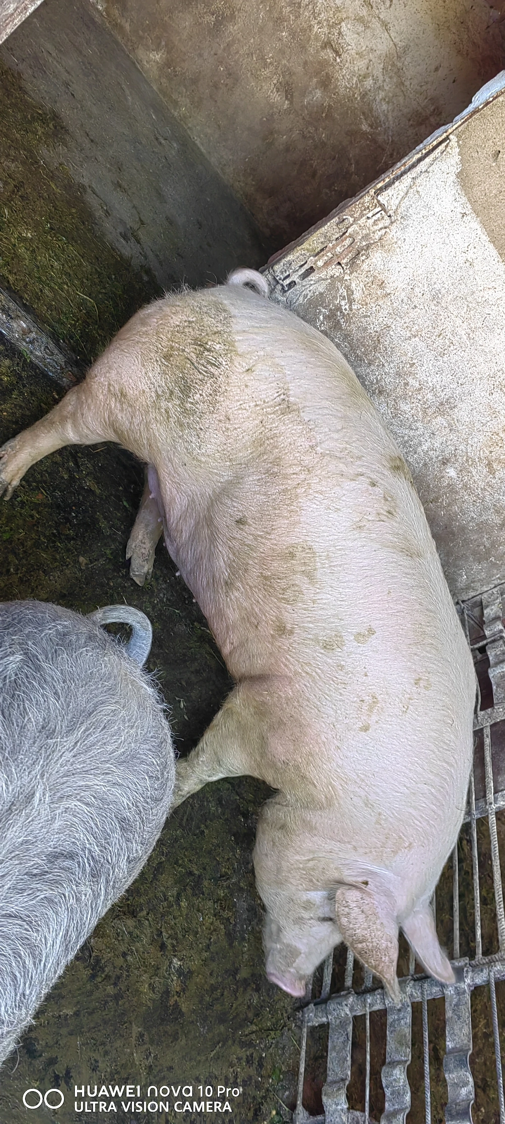 Vand porc pentru sacrificat!