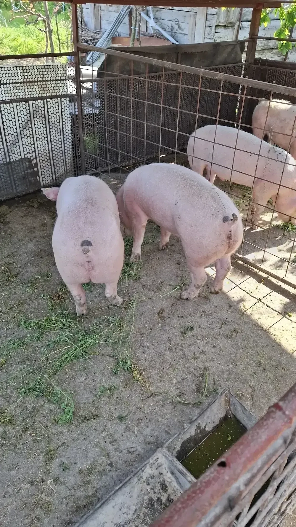 Vând 2 scrofite  ,greutate 70Kg+