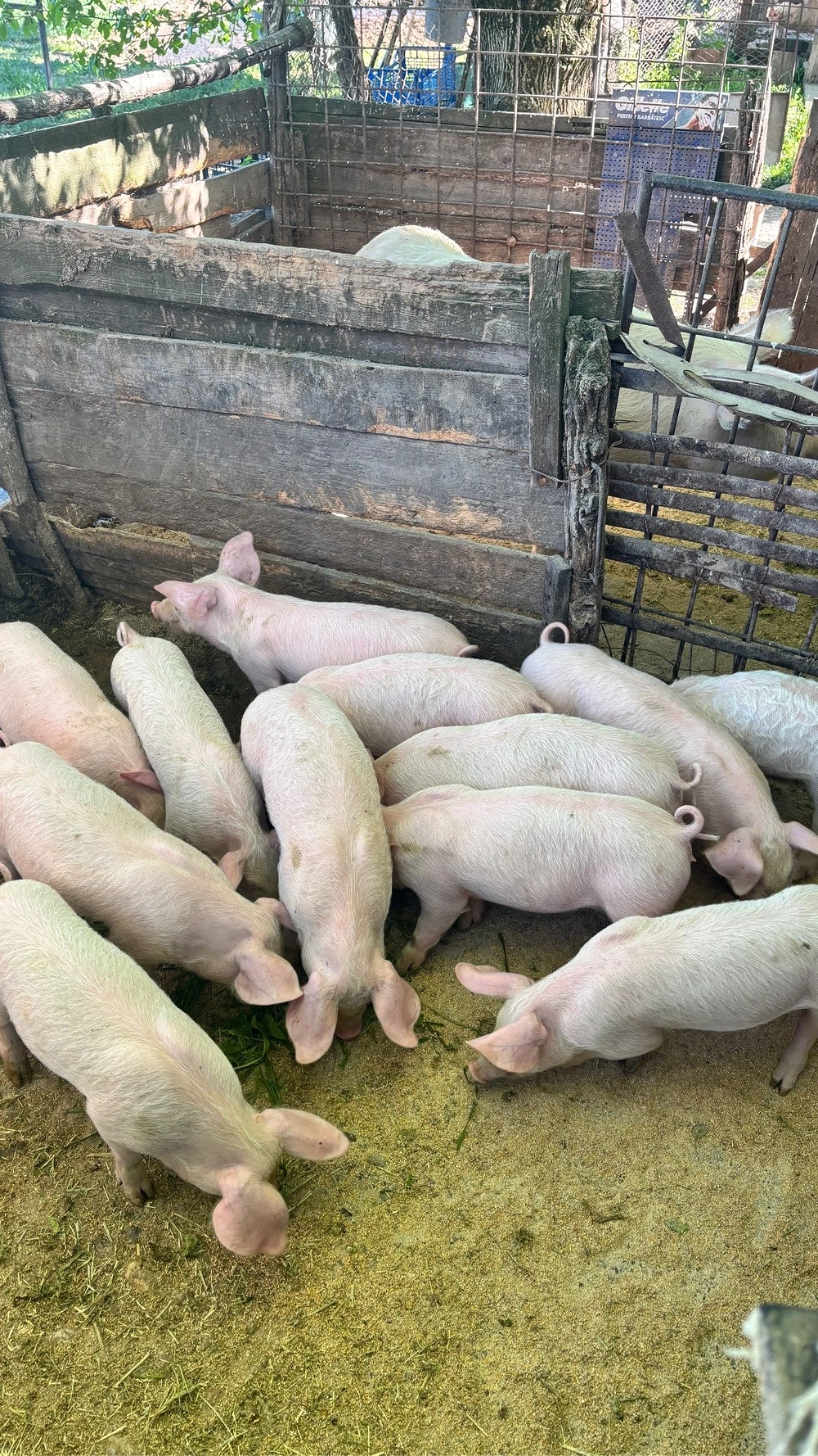 purcei de 7saptamani