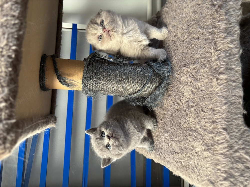 Scottish fold și scottish straight