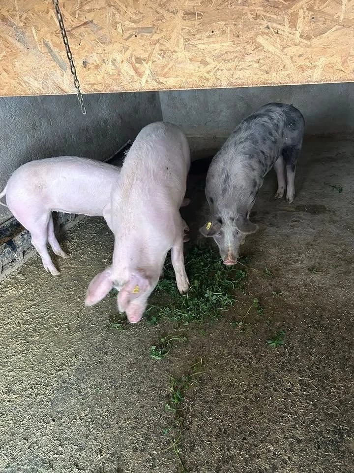 Porci de vanzare