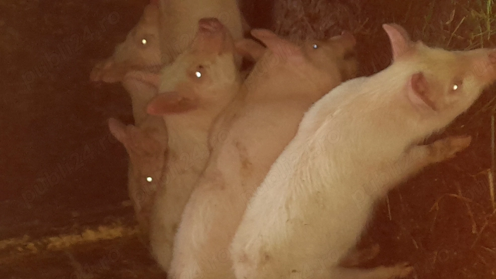 Șuldan frumoși  de vânzare