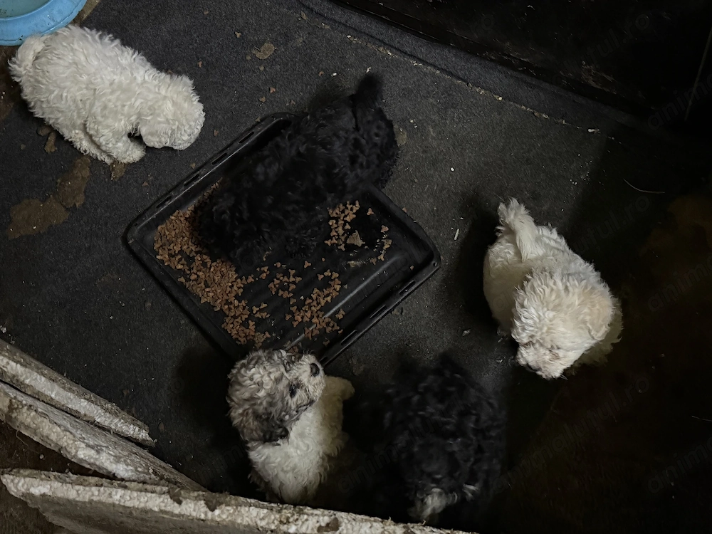 Vând căței Bichon Maltez