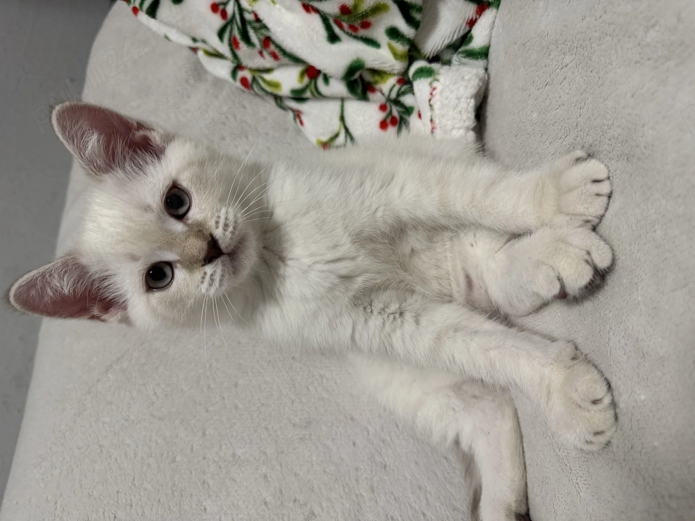 Pui British shorthair 11 saptamani