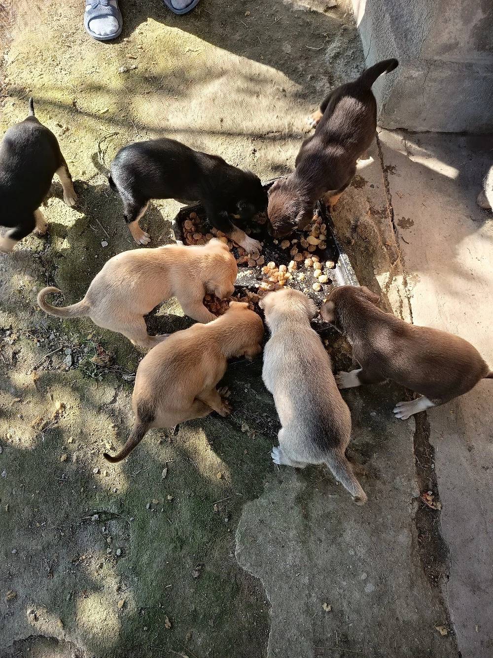 căței pentru adopție 