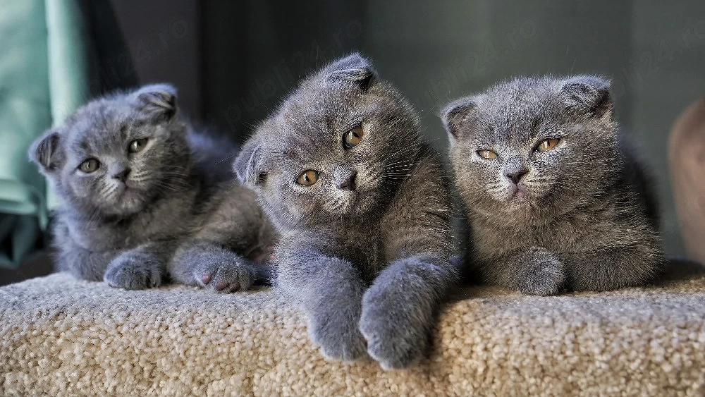 Pisicute Scottisch Fold & British Shorthair 8 saptamani 