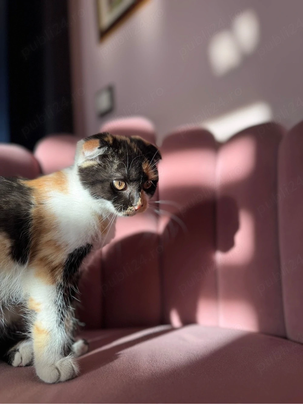 Pisicuță Scottish Fold