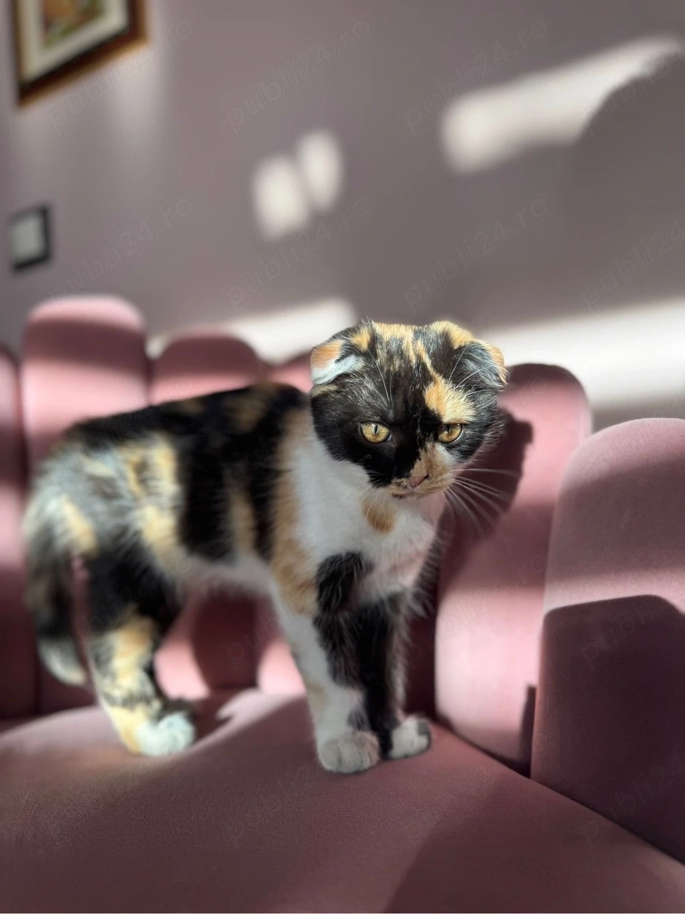    Scottish Fold colorată   disponibilă acum!   