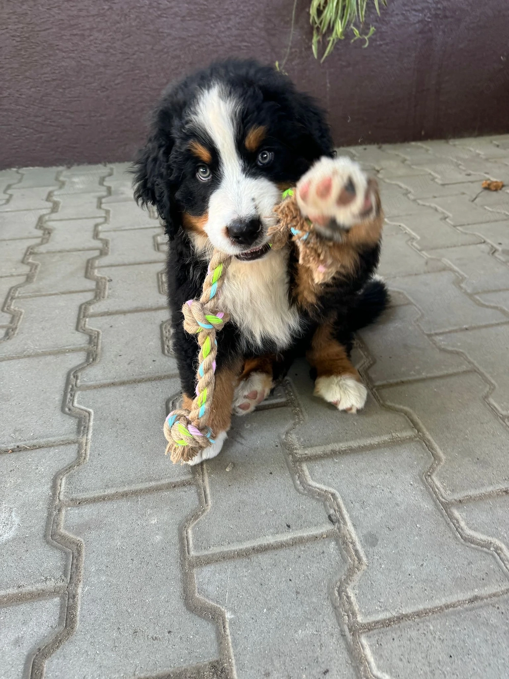  Vând pui Bernese Mountain Dog (Ciobănesc de Berna)   rasă pură, părinți campioni 