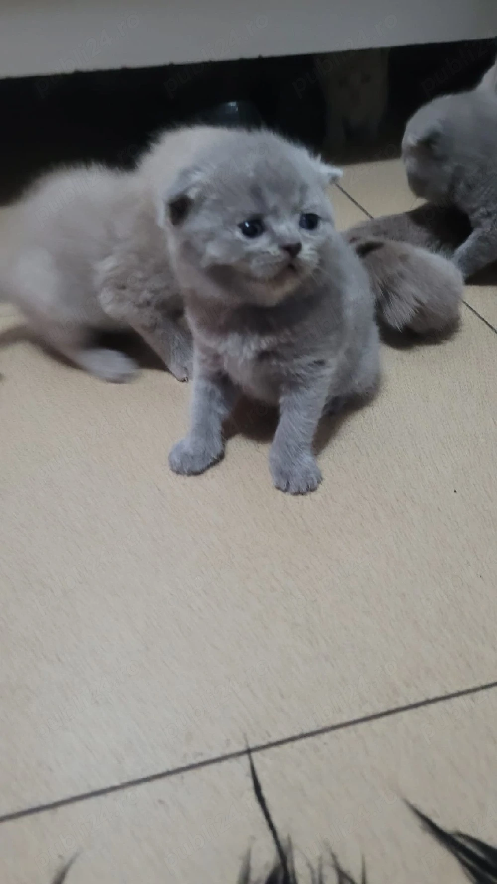 pui pisica