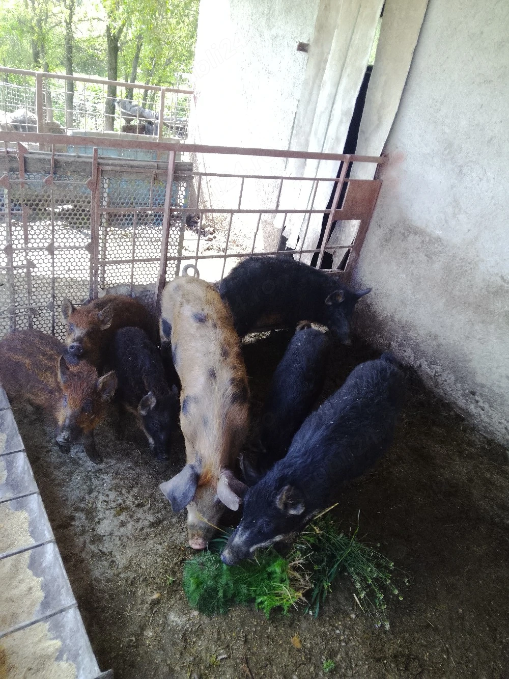 Purcei Mangaliță cu Mistreț 