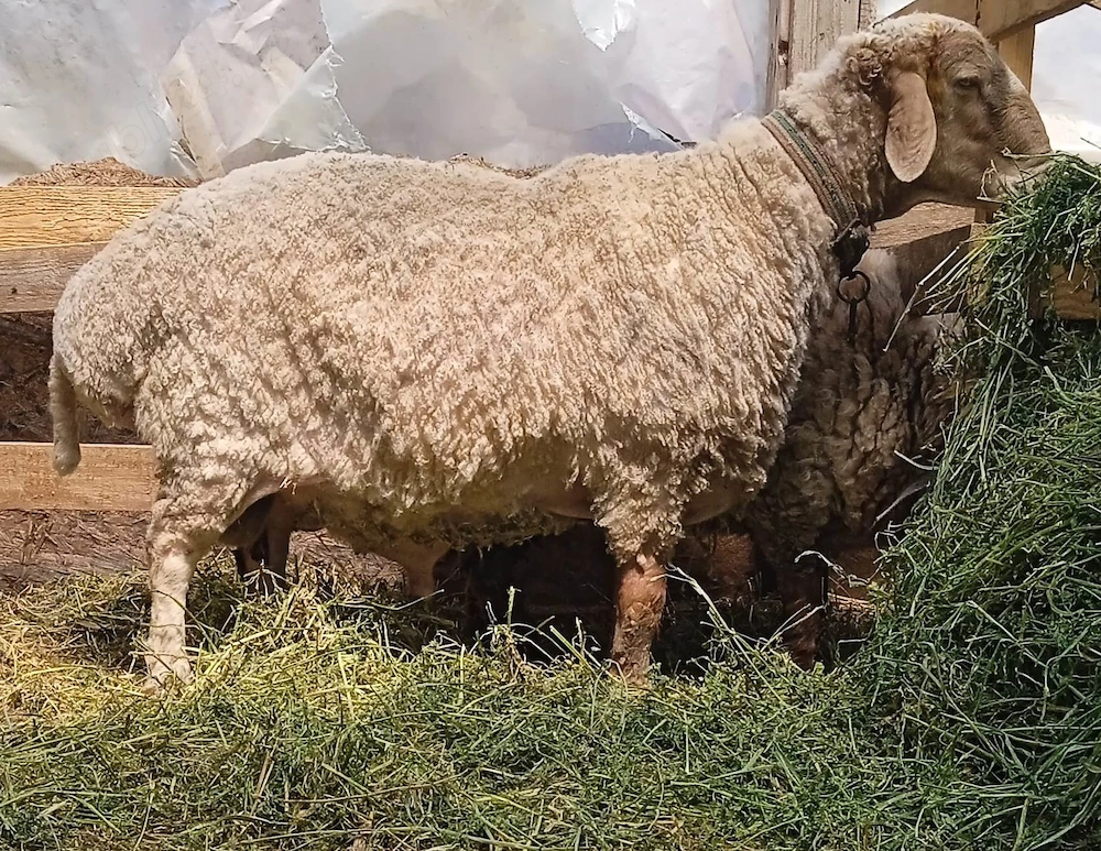 Berbec rasă pură Awassi