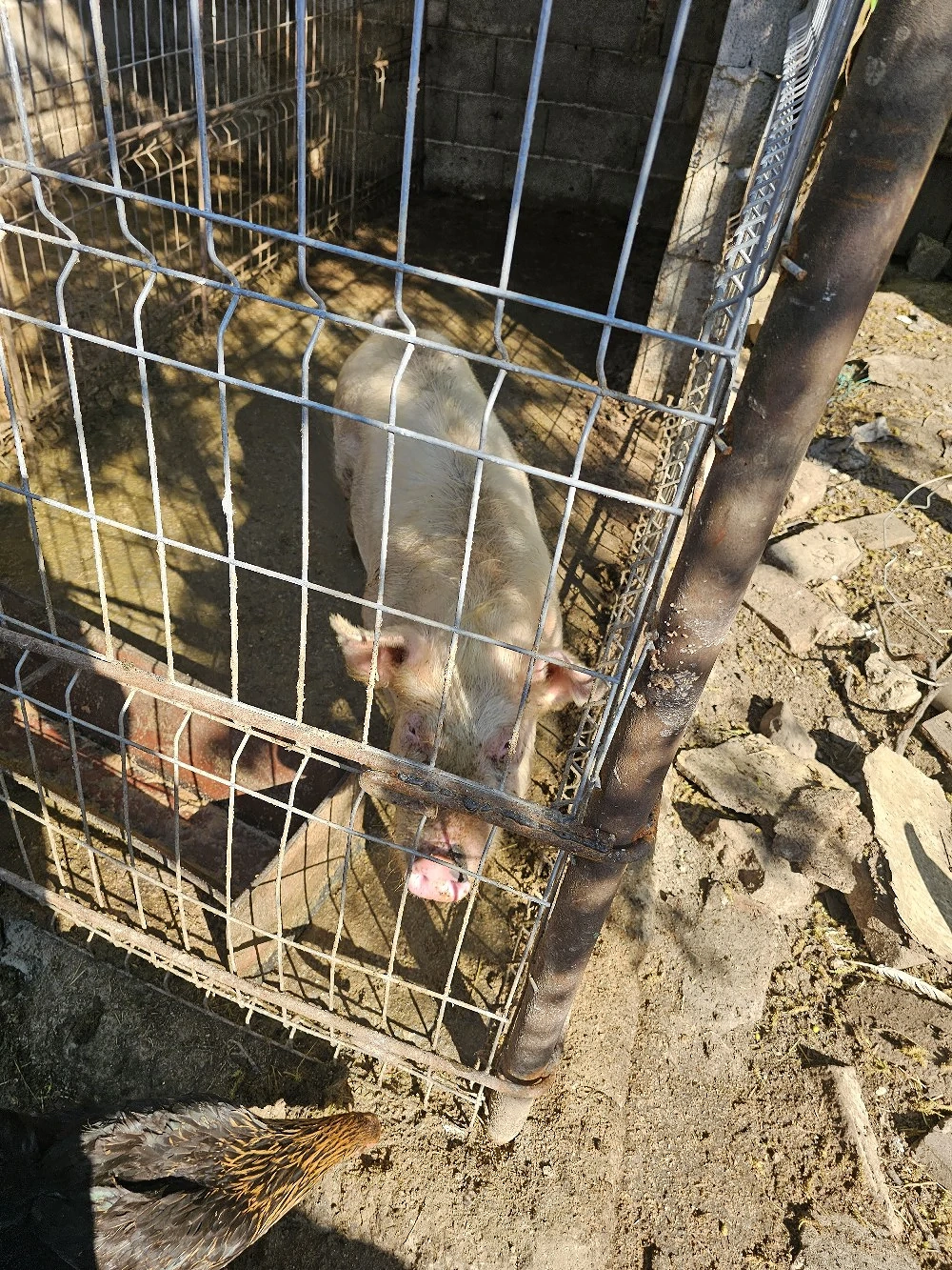 Porci landrace 