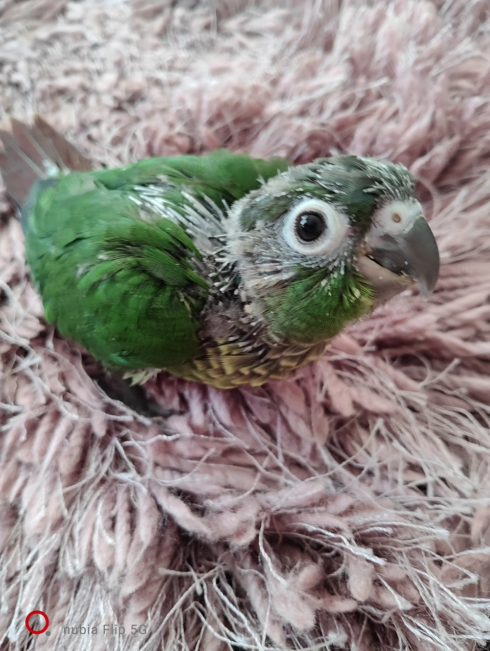 Vând pui de papagal pyrura molinae 
