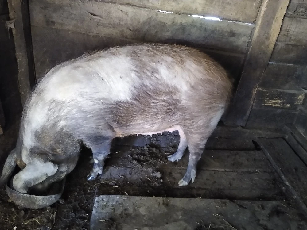 porc de vanzare
