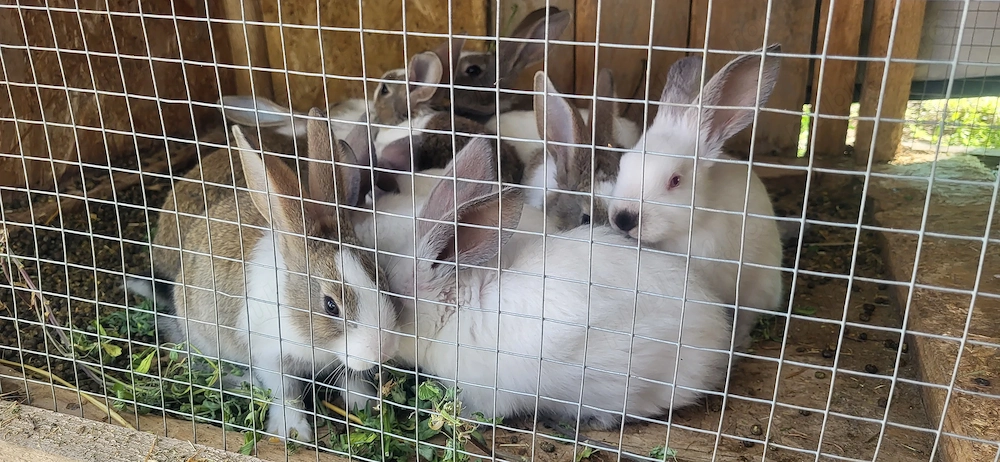 Vand iepurași 