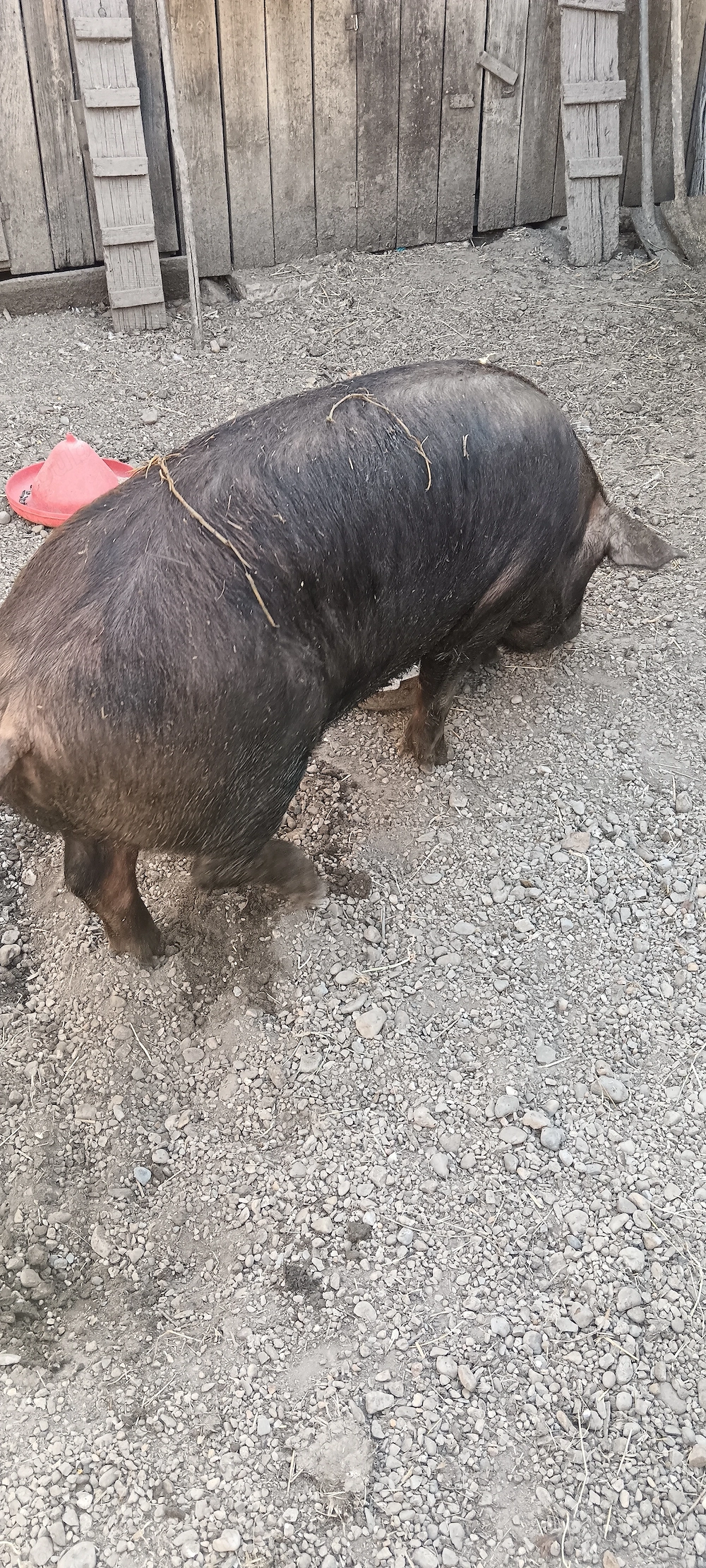 Vând porc urgent .........
