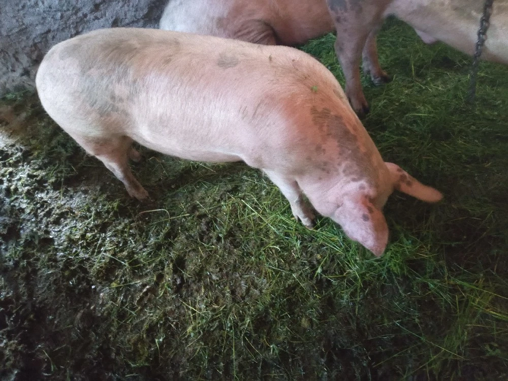 purcea gestantă 
