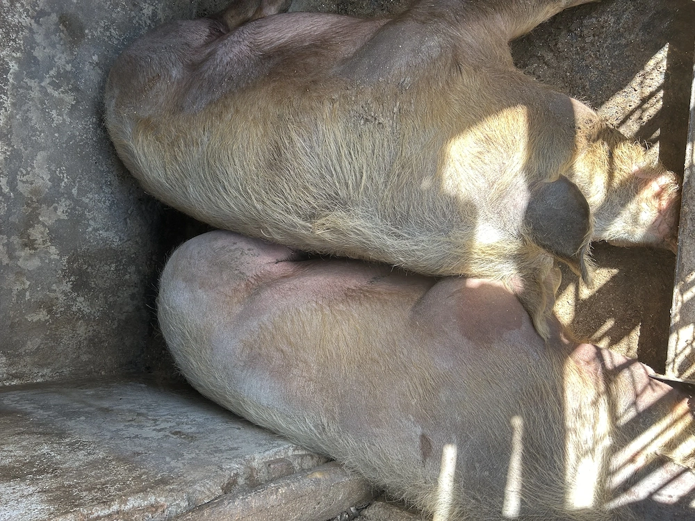 Porci petrain de vanzare, crestuti doar natural