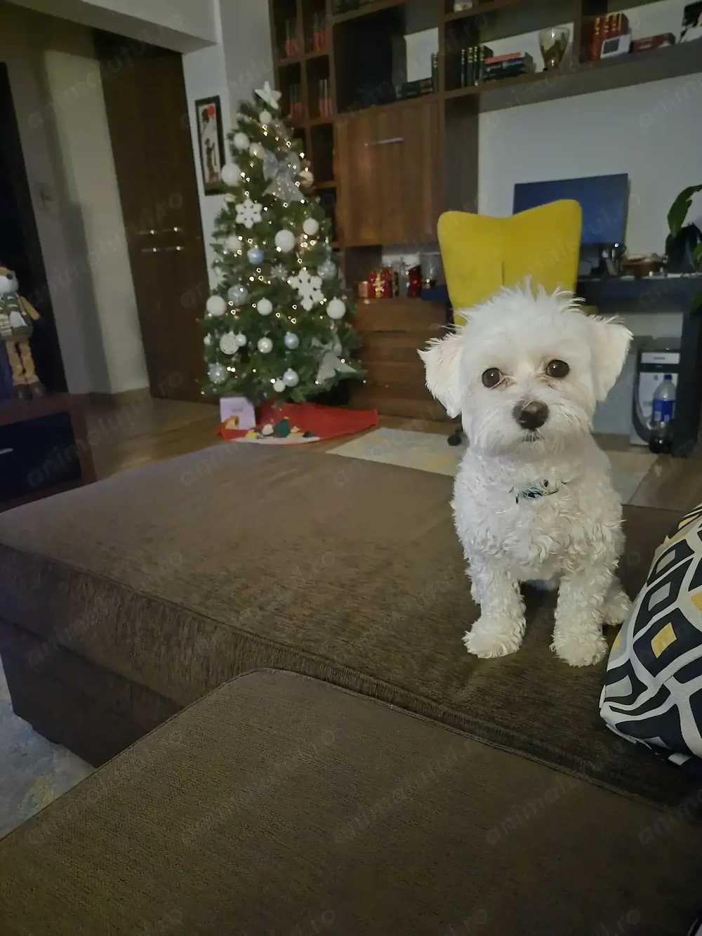 Bichon Maltez Bucuresti