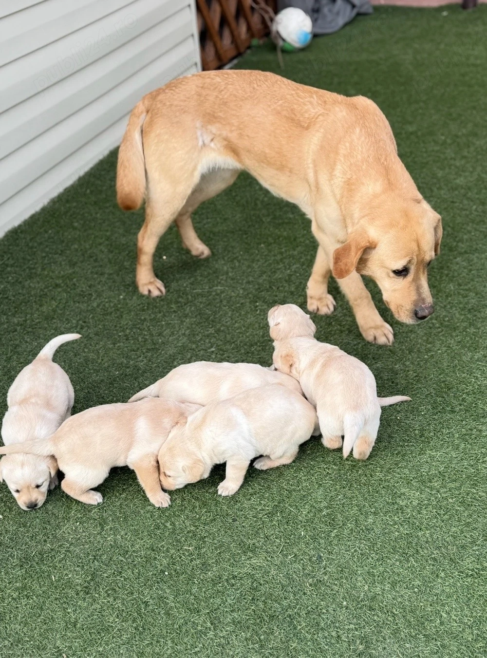 Vand mascul Labrador Retriever!!!!!!!!