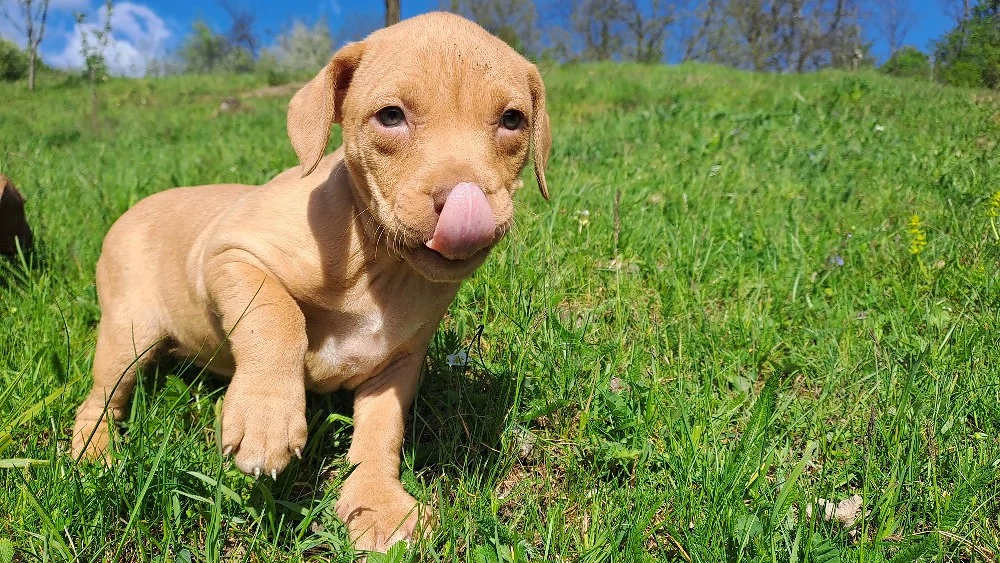 amstaff căței 