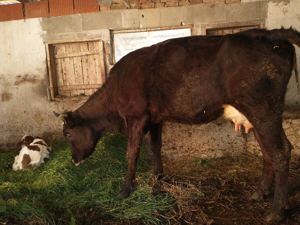 vaca cu vițel 