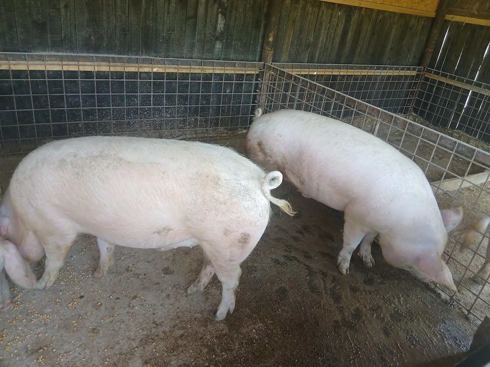 Vând porci  