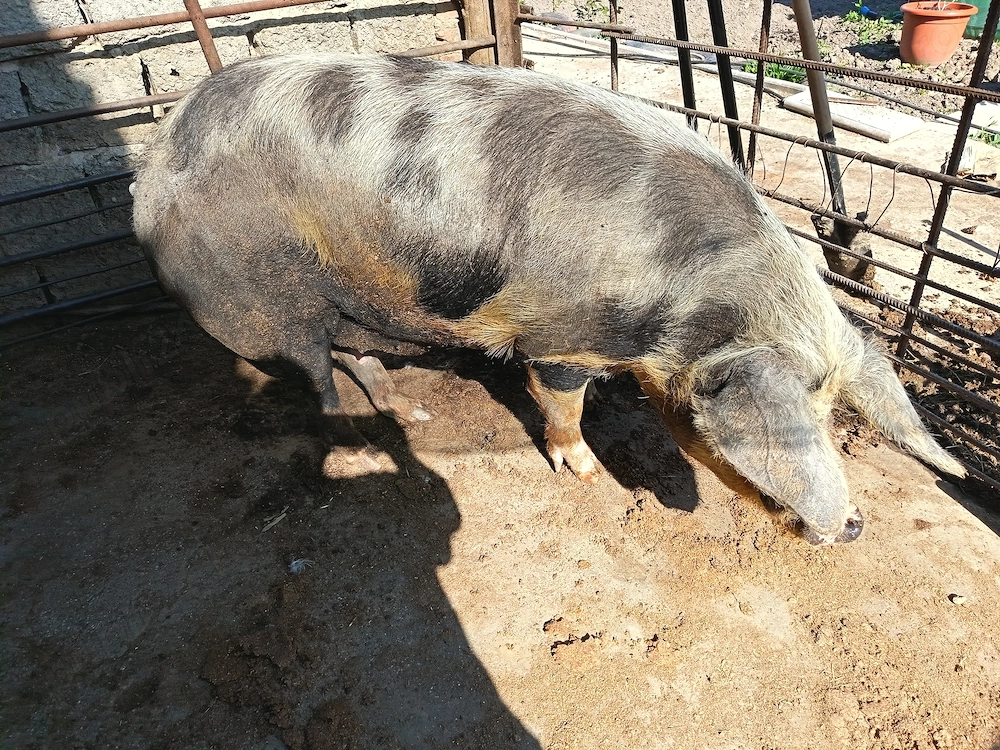 Porc de vanzare