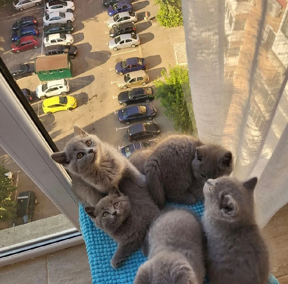 vand pui British Shorthair 