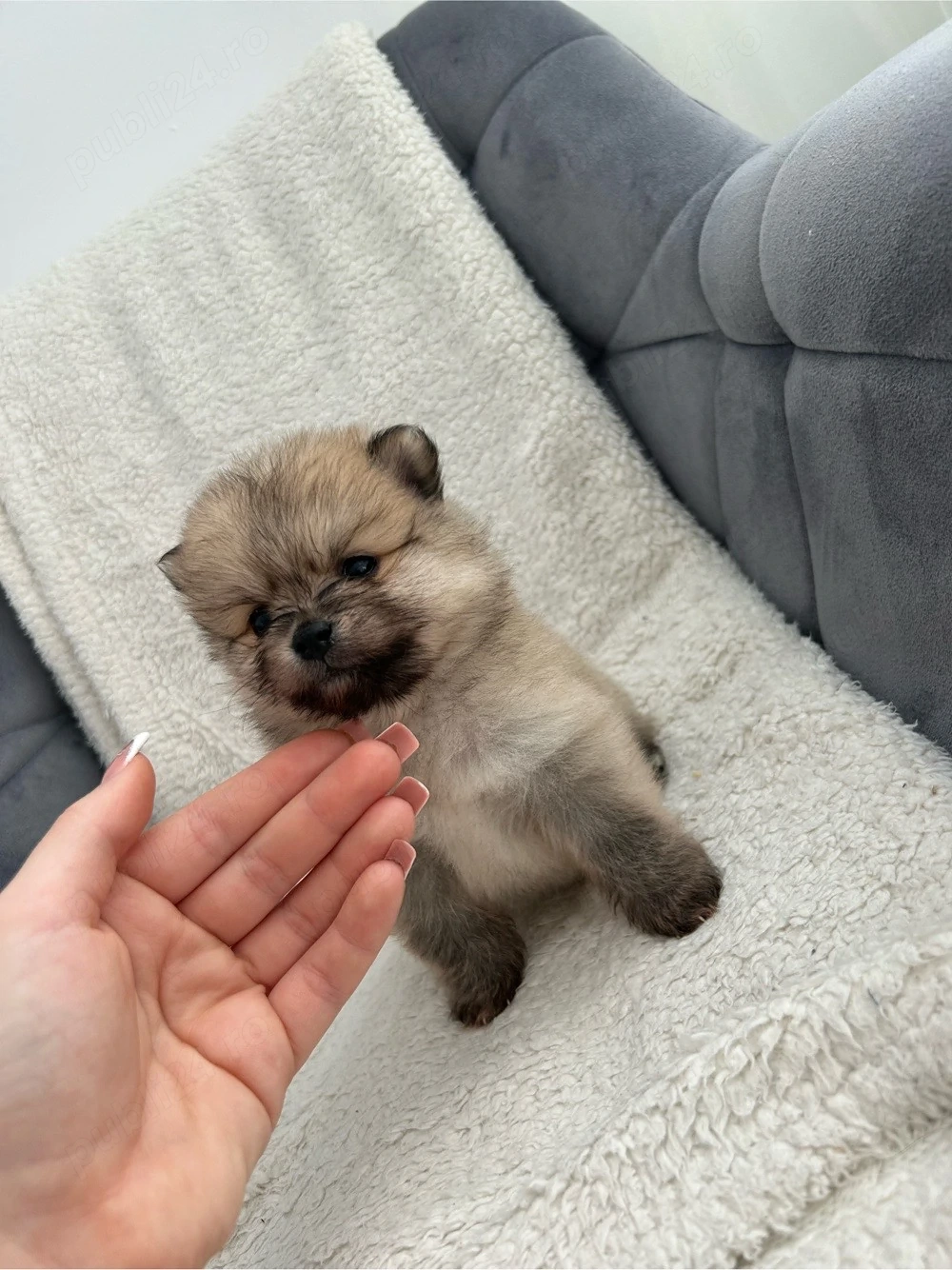 Baietel Pomeranian 
