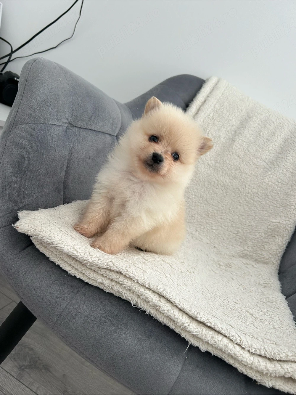 Fetita Pomeranian 