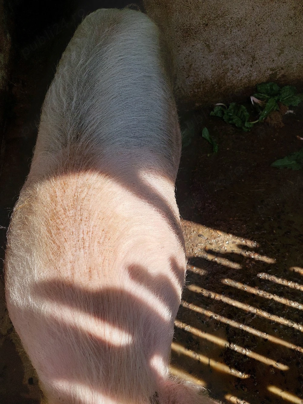 Porci de carne 100kg. 15 mil.