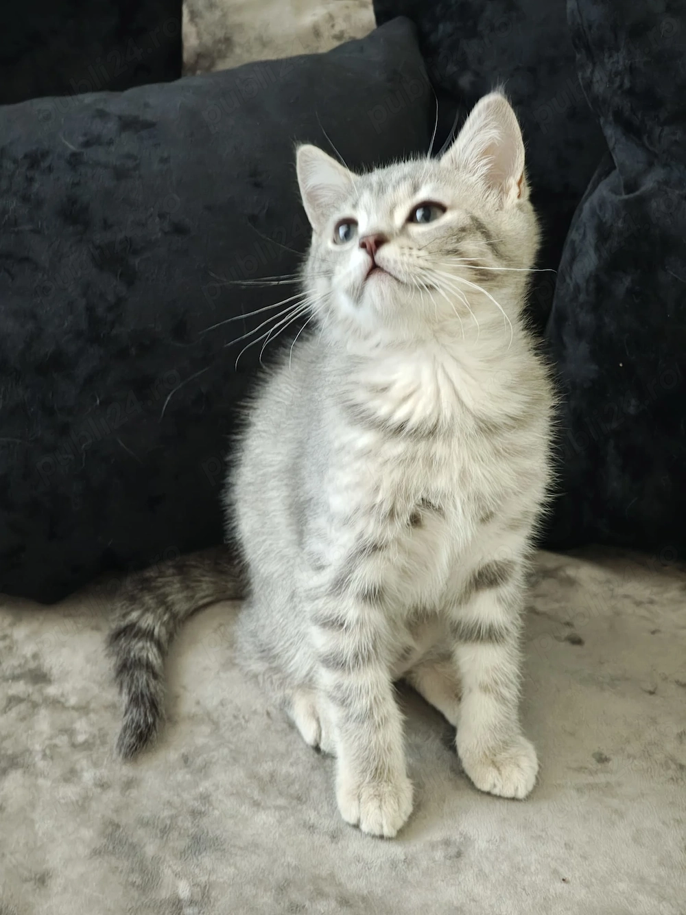 motanel british shorthair spotted tabby