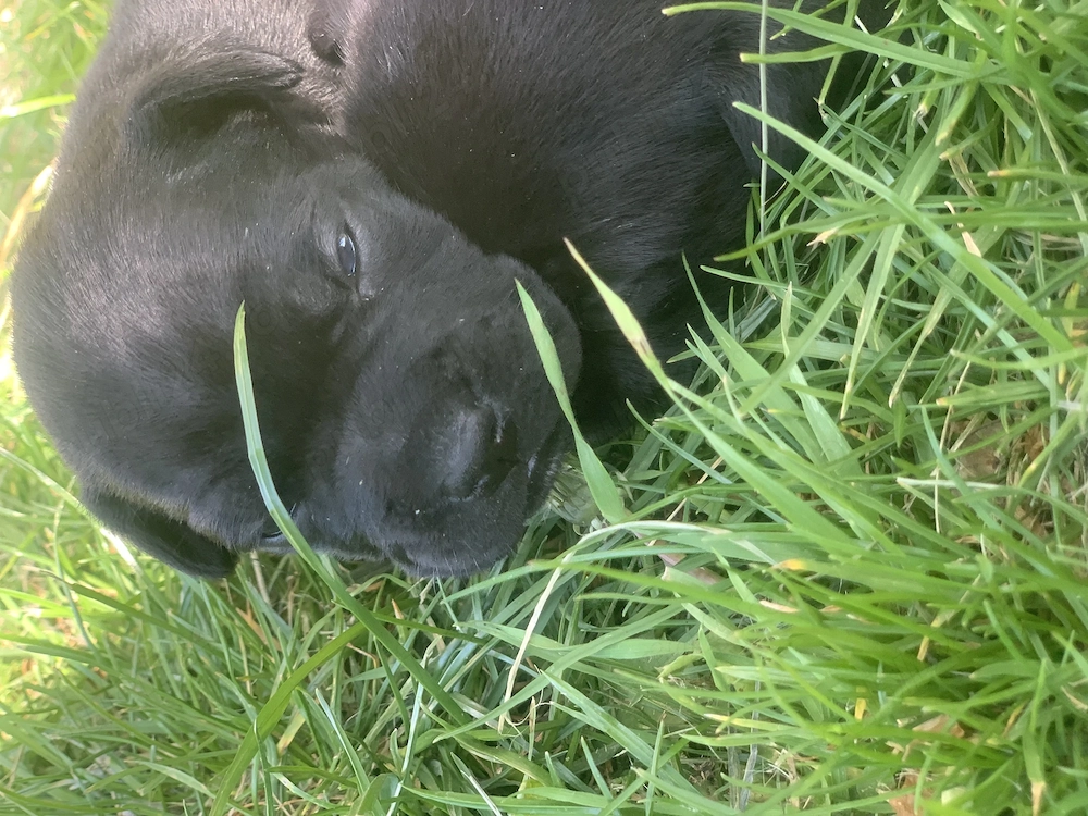 Cățel bulldog francez